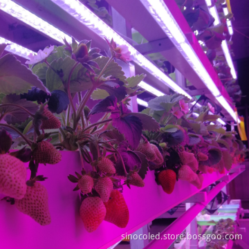 LED Grow Light Design for Hydroponic Container Germination